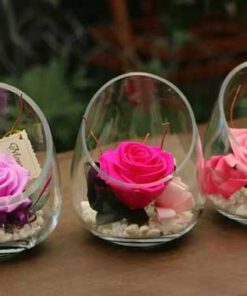 رز جاویدان RI30 Rose Immortal