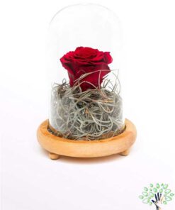 رز جاویدان RI34 Rose Immortal