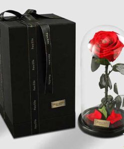 رز جاویدان RI35 Rose Immortal