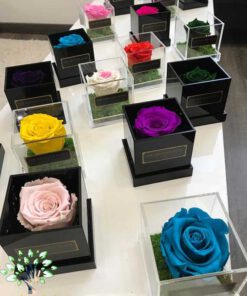 رز جاویدان RI36 Rose Immortal