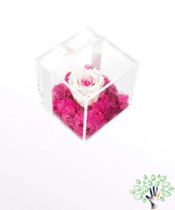 رز جاویدان RI37 Rose Immortal