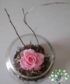 رز جاویدان RI38 Rose Immortal