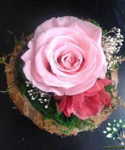 رز جاویدان RI40 Rose Immortal