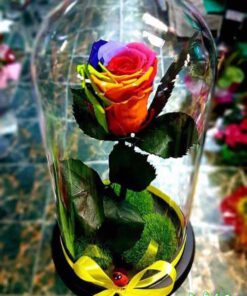 رز جاویدان RI43 Rose Immortal