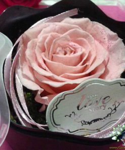 رز جاویدان RI48 Rose Immortal