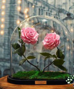 رز جاویدان RI49 Rose Immortal