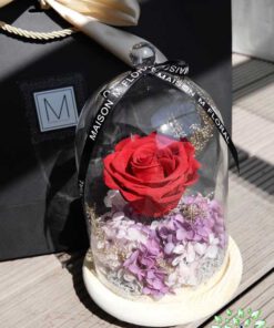 رز جاویدان RI51 Rose Immortal