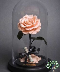 رز جاویدان RI52 Rose Immortal