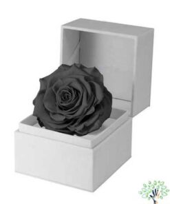 رز جاویدان RI53 Rose Immortal