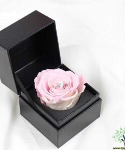 رز جاویدان RI57 Rose Immortal