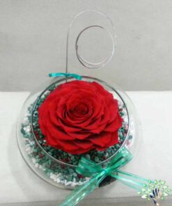 رز جاویدان RI58 Rose Immortal