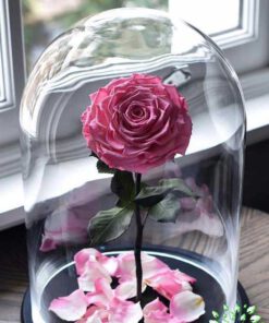 رز جاویدان RI59 Rose Immortal