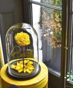 رز جاویدان RI64 Rose Immortal