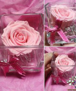 رز جاویدان RI66 Rose Immortal