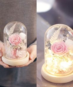 رز جاویدان RI70 Rose Immortal