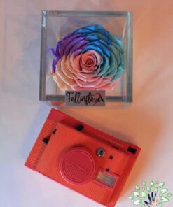 رز جاویدان RI72 Rose Immortal