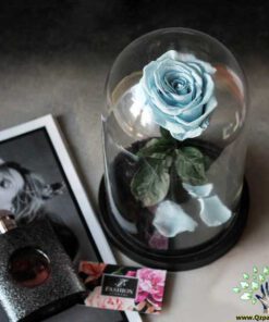 رز جاویدان RI79 Rose Immortal