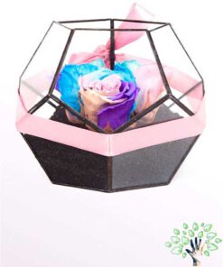 رز جاویدان RI85 Rose Immortal