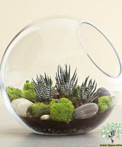 تراریوم کاکتوس TC11 Transect Cactus
