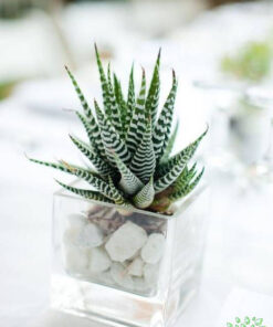 تراریوم کاکتوس TC12 Transect Cactus