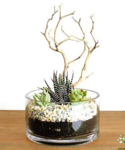 تراریوم کاکتوس TC13 Transect Cactus