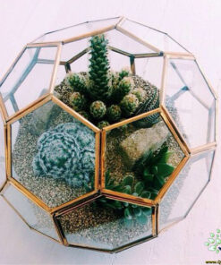 تراریوم کاکتوس TC16 Transect Cactus