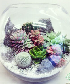 تراریوم کاکتوس TC17 Transect Cactus