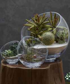 تراریوم کاکتوس TC18 Transect Cactus