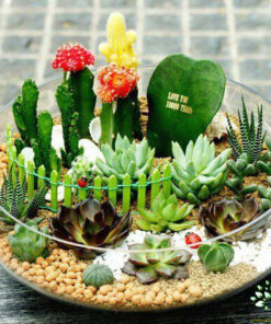 تراریوم کاکتوس TC19 Transect Cactus