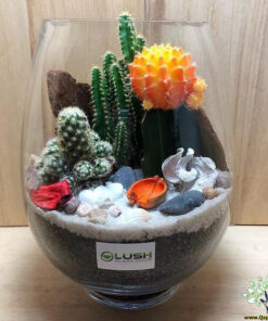 تراریوم کاکتوس TC21 Transect Cactus