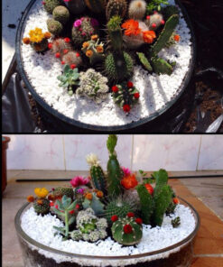 تراریوم کاکتوس TC23 Transect Cactus