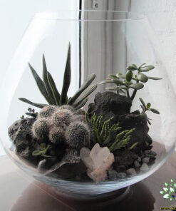 تراریوم کاکتوس TC24 Transect Cactus