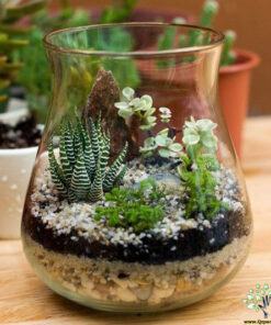تراریوم کاکتوس TC25 Transect Cactus