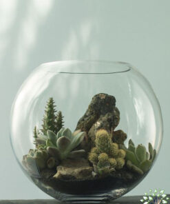 تراریوم کاکتوس TC27 Transect Cactus