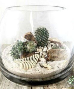 تراریوم کاکتوس TC28 Transect Cactus