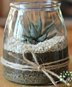 تراریوم کاکتوس TC29 Transect Cactus