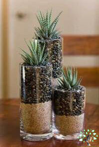 تراریوم کاکتوس TC30 Transect Cactus