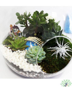تراریوم کاکتوس TC31 Transect Cactus