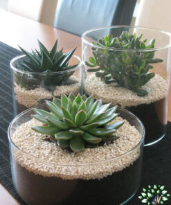 تراریوم کاکتوس TC32 Transect Cactus