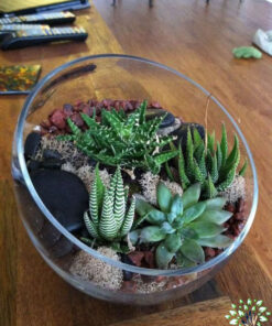 تراریوم کاکتوس TC33 Transect Cactus