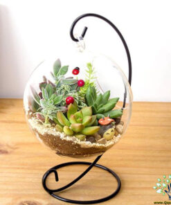 تراریوم کاکتوس TC36 Transect Cactus