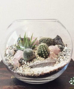 تراریوم کاکتوس TC37 Transect Cactus