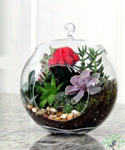 تراریوم کاکتوس TC38 Transect Cactus