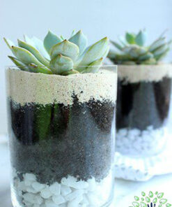 تراریوم کاکتوس TC39 Transect Cactus