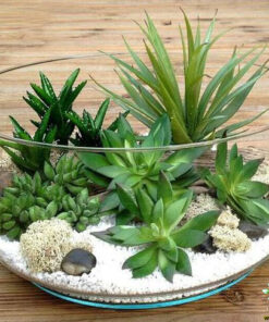 تراریوم کاکتوس TC41 Transect Cactus