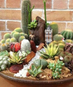 تراریوم کاکتوس TC42 Transect Cactus