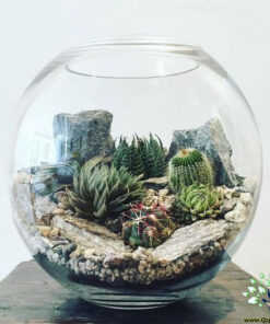 تراریوم کاکتوس TC43 Transect Cactus