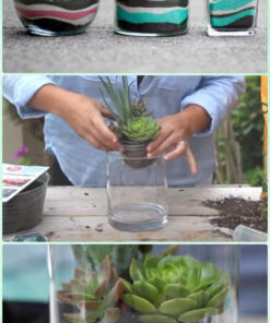 تراریوم کاکتوس TC44 Transect Cactus