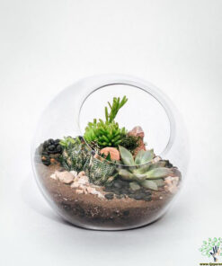 تراریوم کاکتوس TC45 Transect Cactus