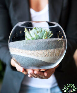 تراریوم کاکتوس TC46 Transect Cactus